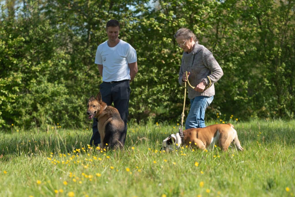 camping elu meilleur camping pour chien animation pour chien