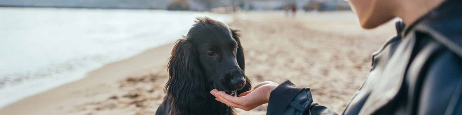 Comment partir en camping avec son chien ?